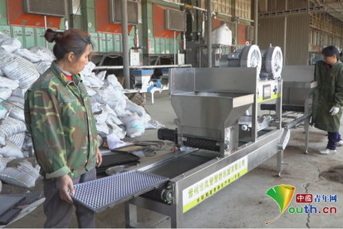 南昌新建区 育秧工厂播种忙，机械育秧助春耕